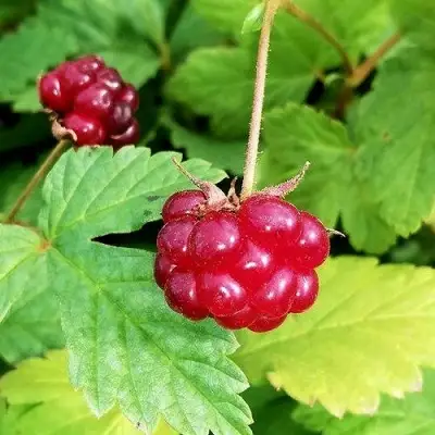 Княженика АННА в Осиповичах