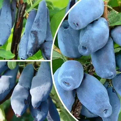 Комплект СИЯНИЕ ГЛАЗ в Осиповичах