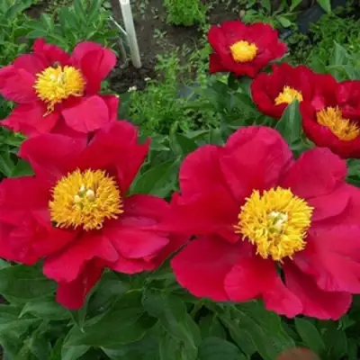 Пион АМЕРИКА травянистый в Осиповичах