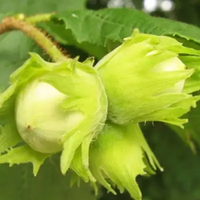 Фундук КАТАЛОНСКИЙ в Осиповичах