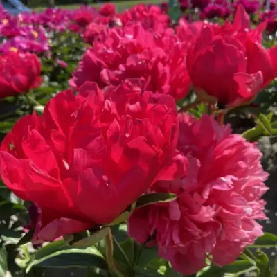 Пион БЕЛГРАВИЯ травянистый в Осиповичах