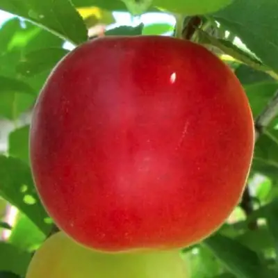 Плумкот БИРИКОККОЛО БОЛОГНЕС в Осиповичах