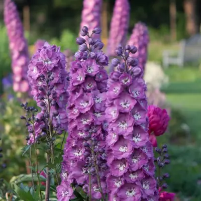 Дельфиниум ДЕЛЬФИС ПИНК ПАУЭ высокий в Осиповичах