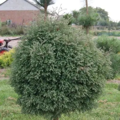 Туя вересковидная в Осиповичах