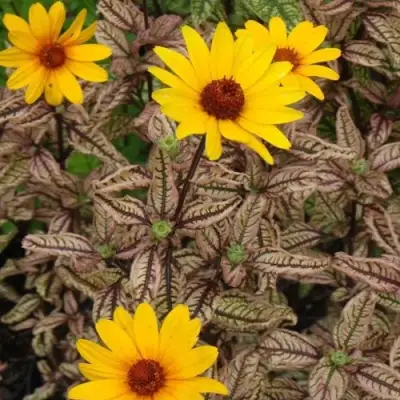 Гелиопсис САММЕР ПИНК в Осиповичах