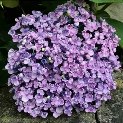 Гортензия АИША крупнолистная  в Осиповичах
