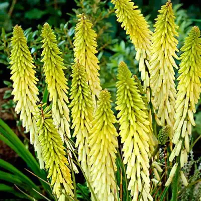 Книфофия ЛИТТЛ МЕЙД гибридная в Осиповичах