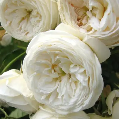 Роза АРТЕМИС шраб в Осиповичах