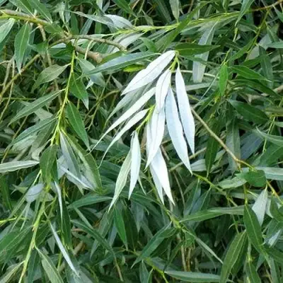 Ива ломкая  в Осиповичах