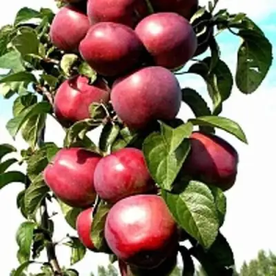 Яблоня МОСКОВСКОЕ ОЖЕРЕЛЬЕ колонновидная в Осиповичах