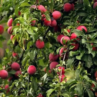 Слива КЛЕОПАТРА в Осиповичах