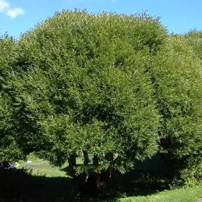 Ива ломкая  в Осиповичах