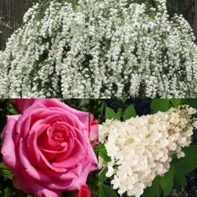 Комплект ВЕЧНАЯ КЛАССИКА в Осиповичах