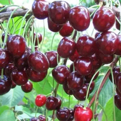 Черешня ОВСТУЖЕНКА в Осиповичах