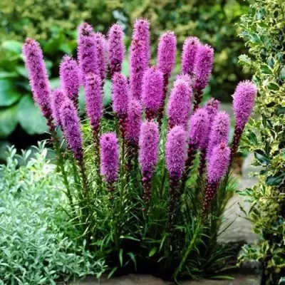 Лиатрис РОЗЕА колосковая в Осиповичах