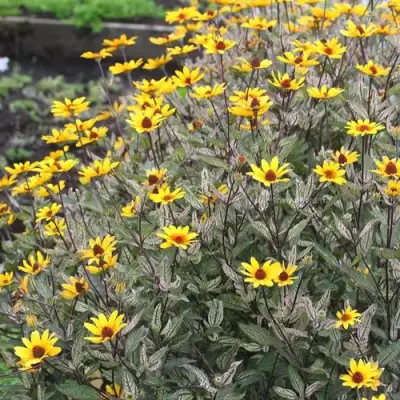 Гелиопсис САММЕР ПИНК в Осиповичах