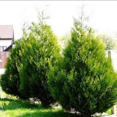 Туя АТРОВИРЕНС складчатая в Осиповичах