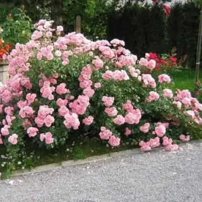 Роза БОНИКА флорибунда в Осиповичах