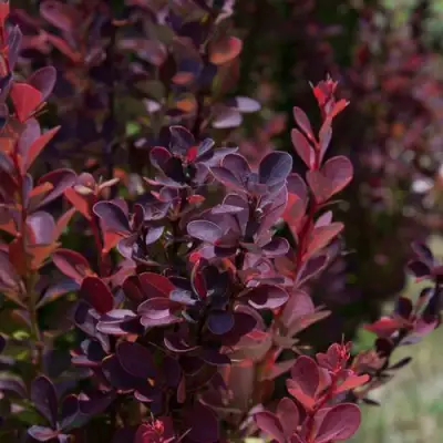 Барбарис ХЕЛМОНД ПИЛЛАР тунберга в Осиповичах