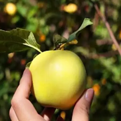 Яблоня РОССИЯНКА в Осиповичах