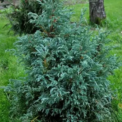 Кипарисовик БЕБИ БЛЮ горохоплодный в Осиповичах