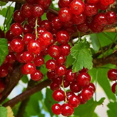 Смородина красная НАТАЛИ в Осиповичах