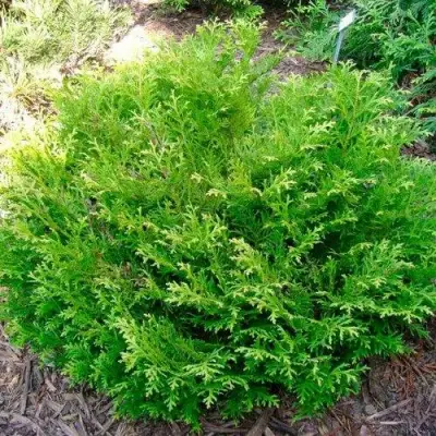 Туевик НАНА долотовидный  в Осиповичах