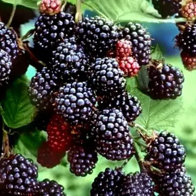 Ежевика ЭВЕРГРИН бесшипная  в Осиповичах