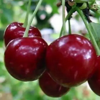 Вишня ГРИОТ БЕЛОРУССКИЙ в Осиповичах