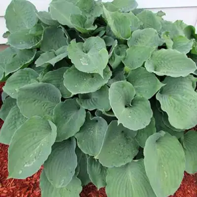 Хоста МУНЛАЙТ СОНАТА гибридная в Осиповичах