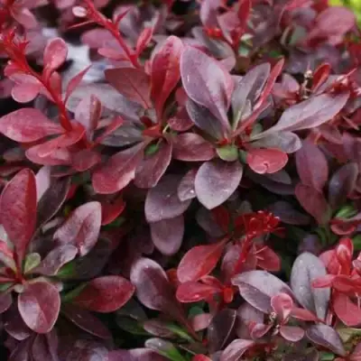 Барбарис АТРОПУРПУРЕА НАНА тунберга в Осиповичах