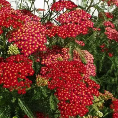 Тысячелистник ПАПРИКА обыкновенный в Осиповичах