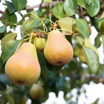 Груша ВЫСТАВОЧНАЯ в Осиповичах