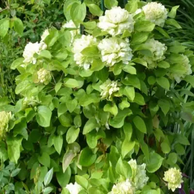 Клематис КОХАНА в Осиповичах