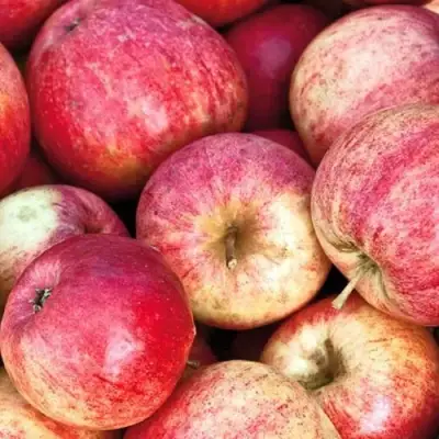 Яблоня ШТРИФЕЛЬ в Осиповичах