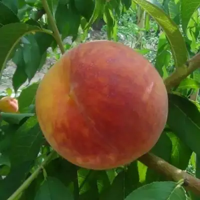 Персик ВАЙН ГОЛД Т3 в Осиповичах