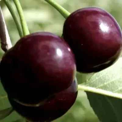 Дюк КСЕНИЯ (ЧЕРЕВИШНЯ) в Осиповичах