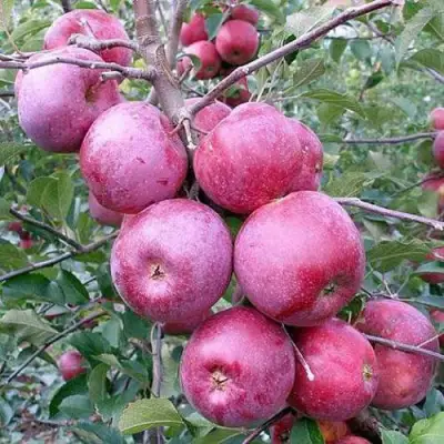 Яблоня ФЛОРИНА в Осиповичах