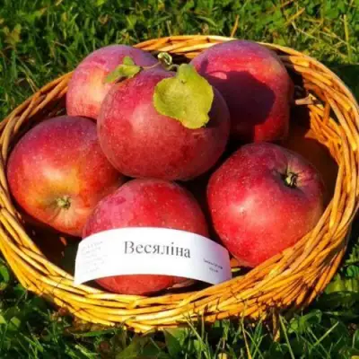 Яблоня ВЕСЯЛИНА в Осиповичах