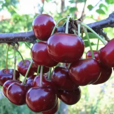 Вишня НОРД СТАР в Осиповичах