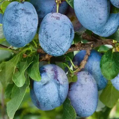 Слива ОДА в Осиповичах