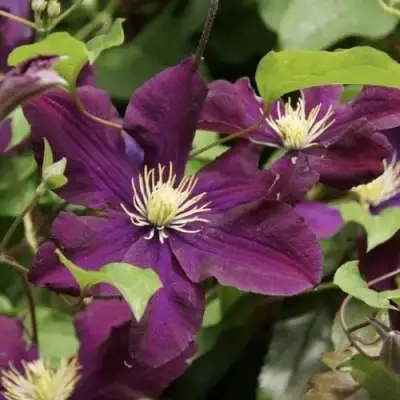 Клематис ГЕРОИ ВАРШАВЫ в Осиповичах