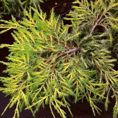 Можжевельник КИНГ ОФ СПРИНГ средний в Осиповичах