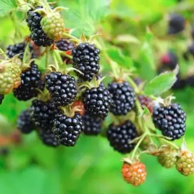 Ежевика АПАЧИ бесшипная  в Осиповичах