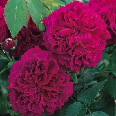 Роза ВИЛЬЯМ ШЕКСПИР английская в Осиповичах