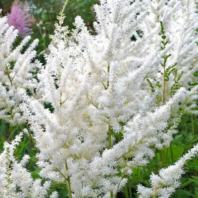 Астильба ДИАМАНТ Арендса в Осиповичах