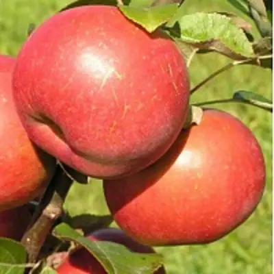 Яблоня РЕДКРАФТ в Осиповичах