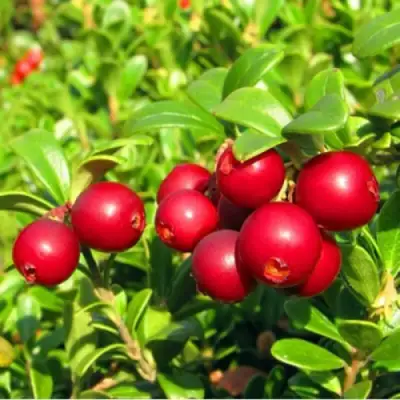 Брусника садовая РЕД ПЕРЛ в Осиповичах