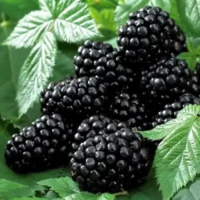 Ежевика БЛЭК БЬЮТИ в Осиповичах