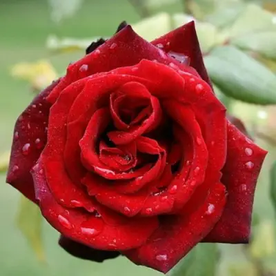 Роза ТАБУ чайно-гибридная в Осиповичах